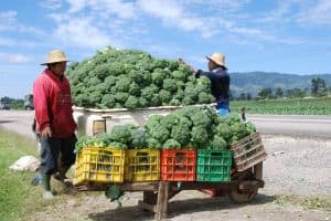 Broccoli truck in Guatemala